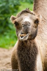 Kamel (38 von 108).jpg